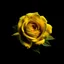 Placeholder: Create small yellow rose colour and colour black background