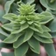 Placeholder: Euphorbia pulcherrima