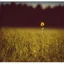 Placeholder: single long stem wildflower in a field, polaroid, tender, vintage, award winning landscape photography, nature photography, r/mostbeautiful