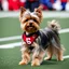 Placeholder: A Yorkshire Terrier playing for the Kansas City Chiefs.