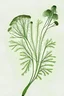 Placeholder: dill illustration