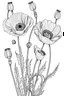 Placeholder: Poppy buds, Poppy flowers, delicate bouquet of flowers, white background, 2D, linear, black line