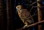 Placeholder: Brown Tawny Owl, pine tree, forest, autumn, dark night highly detailed intricate intricate details high definition crisp quality beautiful lighting pencil sketch watercolor dramatic lighting Deep shadows Warm colors warm light