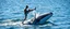 Placeholder: kick boxing match on top of whale