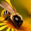 Placeholder: A close-up of a Bee on a pedal, Macro lens, highly detailed