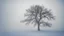 Placeholder: Winter fog, a lonely snowy tree