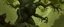Placeholder: Leshy