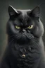 Placeholder: A grumpy black cat