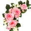 Placeholder: Pink roses, crisp detail, photograph