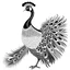 Placeholder: white, A peacock in flight, vector, white background, outline, with images neatly contained within the background, just black and white color, full body, no color. Front view.