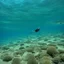 Placeholder: Rolling, turning, diving Rolling, turning, diving (doing it again) Rolling, turning, diving Rolling, turning, diving
