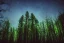 Placeholder: forest in the night