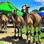 Placeholder: camels in a music festival