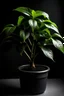 Placeholder: Show the plant with a longer stem and more defined leaves in soil.