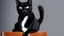 Placeholder: A black cat sitting on a chair in a room.