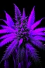 Placeholder: Masterpiece, photography,purple moose marijuana