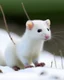 Placeholder: snow weasel