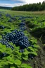 Placeholder: Blueberry expansion