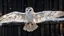 Placeholder: angel's view back to the camera a barn owl fly from the back from the top view flying over a winter small village, snowy landscape, little light, sunrise, some small Hungarian old country houses from above, perspective, high detailed, sharp focuses, photorealistic, cinematic