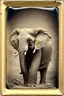 Placeholder: Elephant avec des fleurs pei tes, , tintype