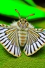 Placeholder: Shark moth