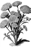 Placeholder: Achillea flower BLACK WITHE DRAWING