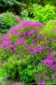 Placeholder: Thyme growing in a garden beautiful landscape, realistic and natural, detailed full-color , nature, HD photography, Galen Rowell, David Muench, perfect composition, gloss, hyperrealism