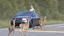 Placeholder: upset lady points gun at sleeping deer on the highway