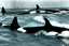 Placeholder: An orca army fighting Americans in WW2 swimming up a stream to attack