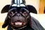 Placeholder: Darth vader as a pug