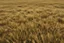 Placeholder: dry grass field by pantormo]