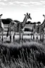 Placeholder: A black and white outlined picture of giraffs grazing on grass