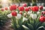 Placeholder: photorealistic 3 red tulips above and 2 white tulips down in flowergarden, soft lighting, sharp focus, rough edges in sunshine