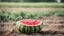 Placeholder: close-up, a watermelon in the field, blurred background