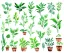 Placeholder: Vector plants and herb set illustration. Watercolor white backdrop