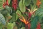 Placeholder: fine color pencil, botanical illustration book cover design, tropical plants, orchids, rubber trees, poinsettias, cacao trees, venus fly traps, passion flowers, peace lilies, brazil nut trees, mahogany trees, passion fruits, lianas, birds of paradise, strangler fig, quinine, 3d depth effect, shadows, ambient occlusion, intricate, detailed, small minutiae, tiny features, particulars, bright colours, autocontrast, dynamic range, white parchment canvas