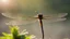 Placeholder: Dragonfly , backlight, blurred background, close-up