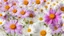 Placeholder: cosmos flower white background, cosmos background