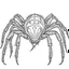 Placeholder: Cartoon outline, Goliath Bird-eating Spider little full body, coloring pages, no color, highly detailed, black and white, white background, highly detailed