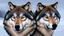 Placeholder: wolf