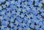 Placeholder: top view pattern of forget-me-not flowers