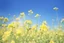 Placeholder: bottom half canola, detailed, top half sky, nature photo