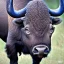 Placeholder: african cape buffalo