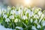 Placeholder: Beautiful Snowdrop flowers on the winter snow and beautiful snow flakes, sunny morning indirect sun ray on, Miki Asai Macro photography, entire but close-up, hyper detailed, trending on artstation, sharp focus, studio photo, intricate details, highly detailed,