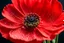 Placeholder: A poppy flower redder than blood, Miki Asai Macro photography, close-up, hyper detailed, trending on artstation, sharp focus, studio photo, intricate details, highly detailed,