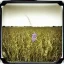 Placeholder: single long stem wildflower in a field, polaroid, moody, tender, vintage, award winning landscape photography, nature photography