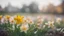 Placeholder: Spring flowers, Saffron in the foreground and a daffodil in the background with beautiful bokeh made with a vintage Konica Hexanon 50mm F1.7 lens