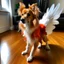 Placeholder: a dog with wings wearing feather coat and has chiken legs