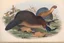 Placeholder: John James Audubon-like illustration of a fully uncropped Dodo bird and a Platypus in a chinoiserie landscape of warm yellows, warm reds, and warm blues