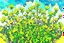 Placeholder: bottom half canola plants detailed, top half sky, watercolor illustration